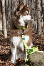 Mossy Pine Waterproof Dog Leash with Locking Carabiner